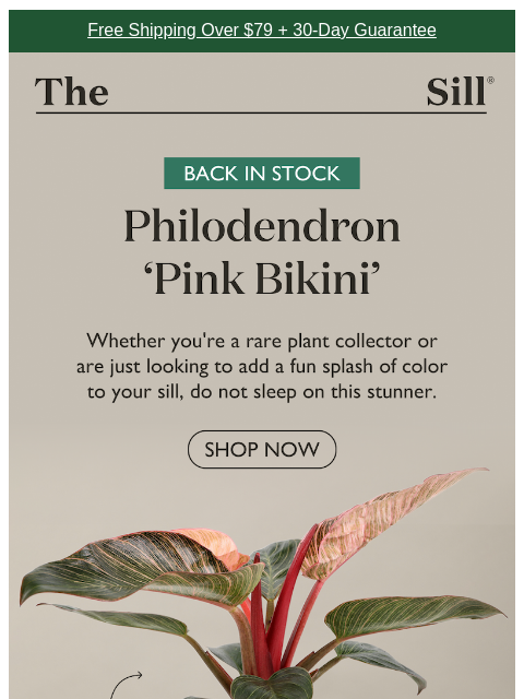 thesill newsletter: Rare ✨ — But Not Difficult!