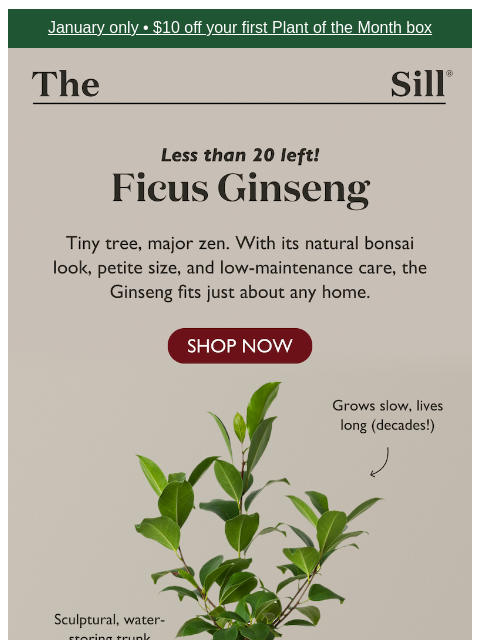 thesill newsletter: Less than 20 mini bonsai left! 🌳