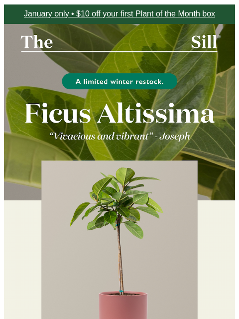 thesill newsletter: Your favorite indoor tree is back! 🌟