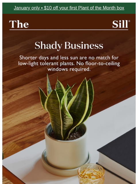 thesill newsletter: Your low-light MVPs 🏆