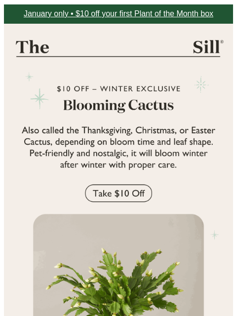 thesill newsletter: A nostalgic winter plant now $10 off