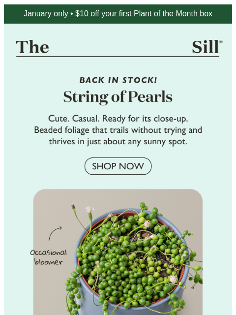 thesill newsletter: The Shelf Show-Off Is Back 💅