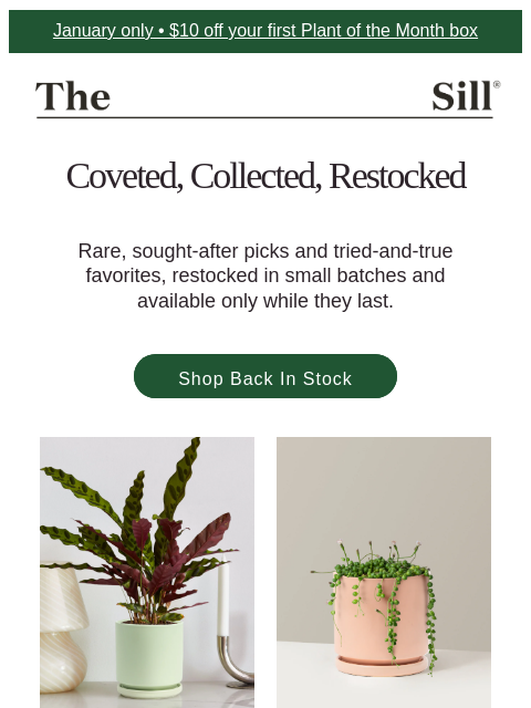 thesill newsletter: The plants we can’t keep in stock