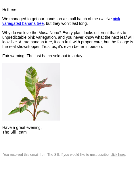 thesill newsletter: Limited pink bananas back in stock!