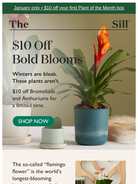 thesill newsletter: Grab $10 Off Flowering Plants