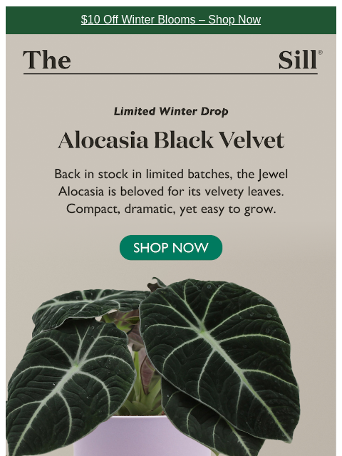 thesill newsletter: THE velvet leaves are back