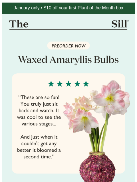 thesill newsletter: Sold out in 7 days 🌷