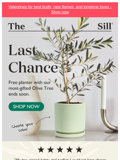 thesill newsletter: Say, 'Olive you as much as a free planter'