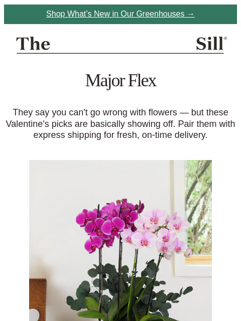 thesill newsletter: Express shipping for Valentine’s Day❣️