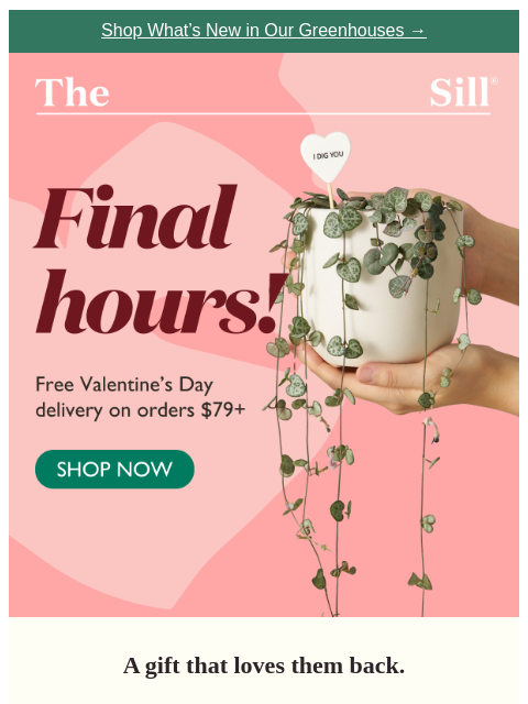 thesill newsletter: FINAL HOURS! 💘 Get free Valentine's Day delivery