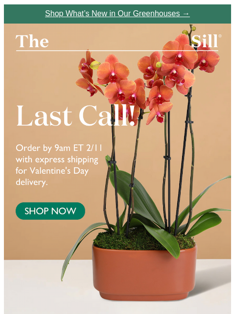thesill newsletter: Last call for Valentine’s Day orders! 💘