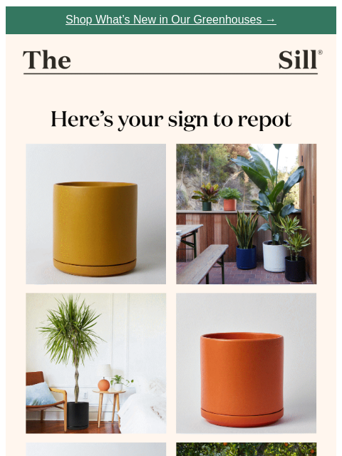 thesill newsletter: This cult-favorite large planter is 50% off right ...