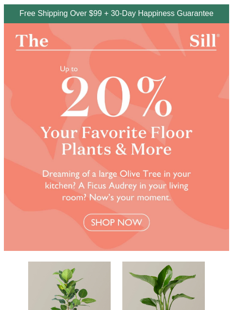 thesill newsletter: That large plant you've been 👀-ing?