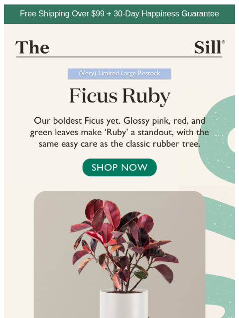 thesill newsletter: The BOLDEST Ficus Yet 💎