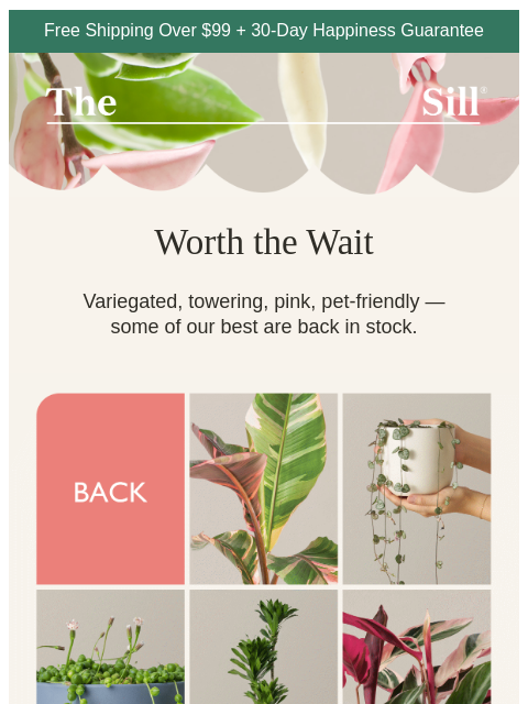 thesill newsletter: The waitlist is over