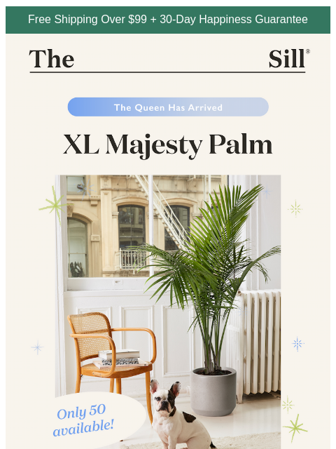 thesill newsletter: Our Tallest Palm Yet