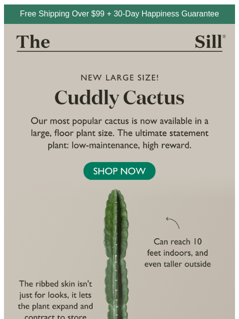 thesill newsletter: Our #1 cactus – now bigger than ever