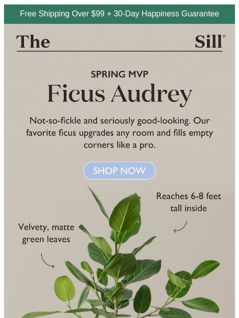 thesill newsletter: Spring's MVP for living room or patio