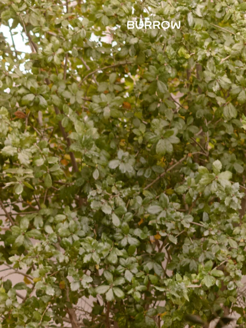 burrow newsletter: First Dibs Are Yours: Up to 30% Off Now