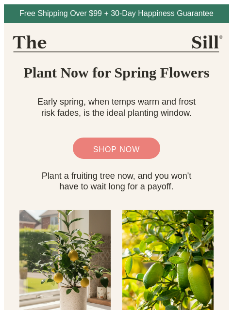 thesill newsletter: Plant these NOW for spring flowers