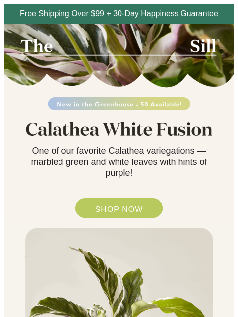 thesill newsletter: 👋, have you met the White Fusion?