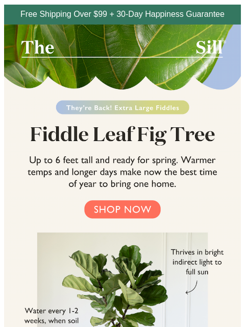 thesill newsletter: 👋, our favorite XL Tree is back for spring!