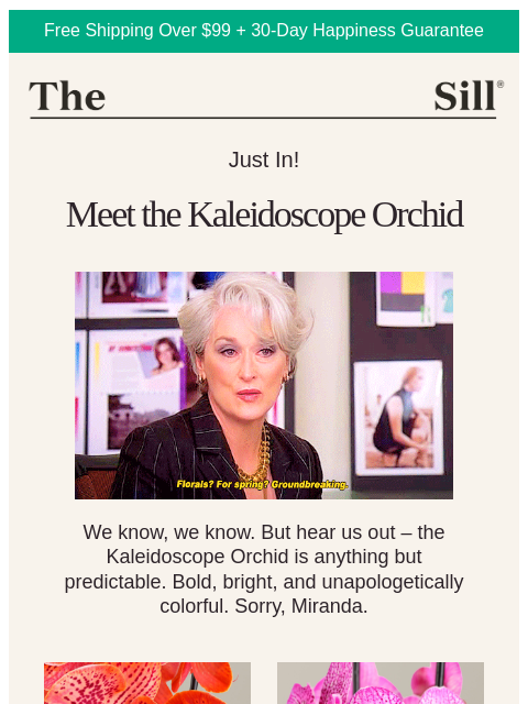 thesill newsletter: JUST IN