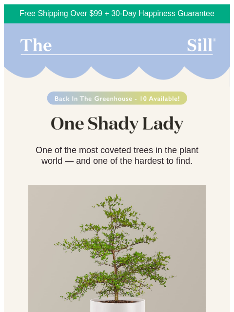 thesill newsletter: The elusive Black Olive is back