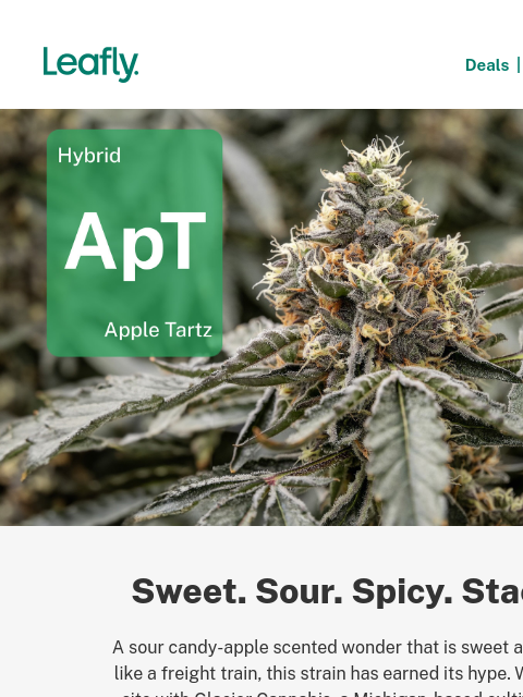 leafly newsletter: A strain ripe for the picking