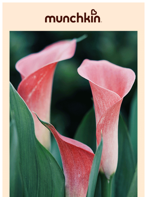 munchkin newsletter: Soft Mornings, Little Moments