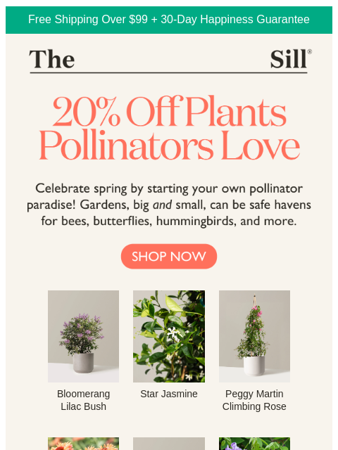 thesill newsletter: Plants that attract pollinators 🐝 20% OFF