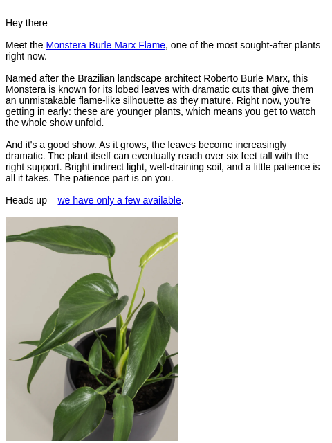 thesill newsletter: One of the most sought-after plants right now...