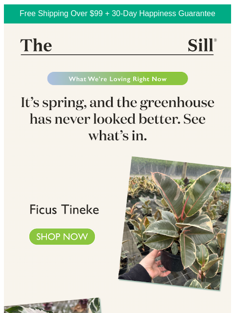thesill newsletter: Peek in the greenhouse 📸