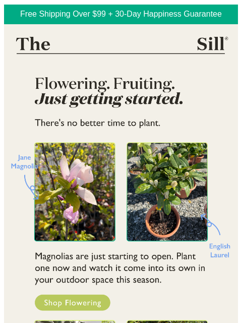 thesill newsletter: Here's what's blooming right now -