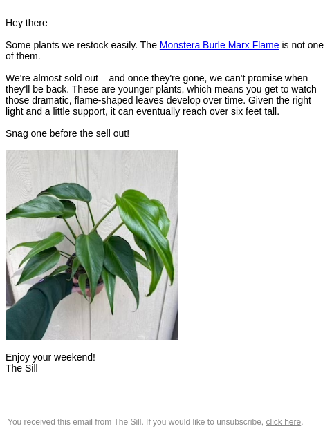 thesill newsletter: Almost sold out...