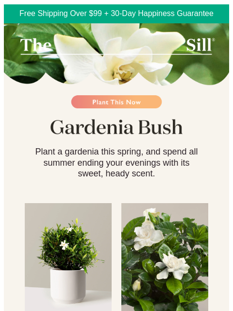 thesill newsletter: Flowering, fragrant, and perfect for patios