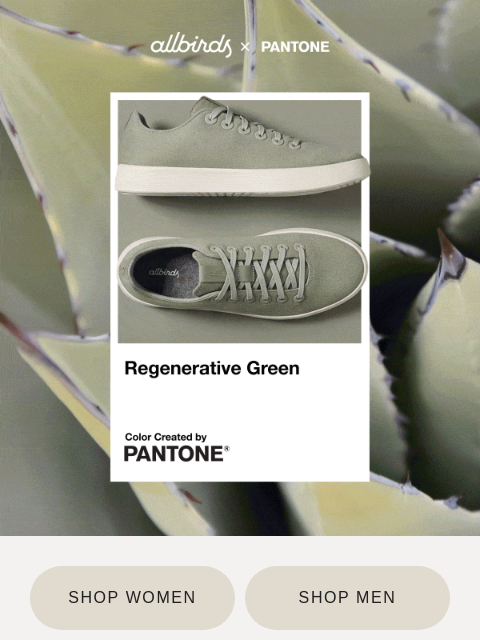 allbirds newsletter: Colors By Pantone. Comfort By Allbirds