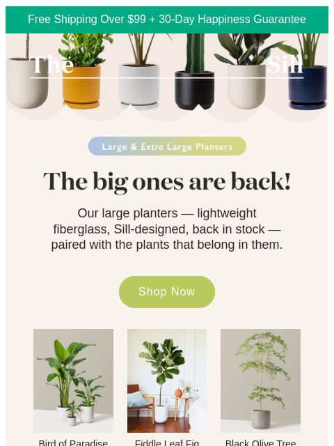 thesill newsletter: Large planters are back (!!!)