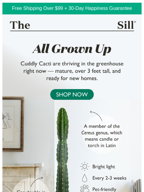 thesill newsletter: This is a forever plant ❤️‍🔥