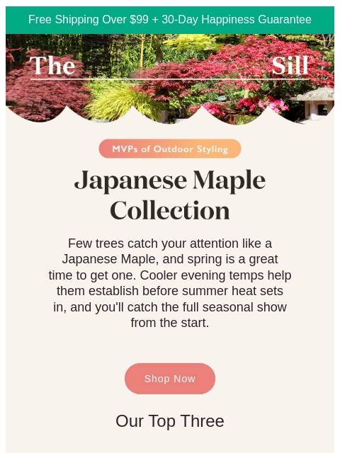 thesill newsletter: We need to talk about this tree.