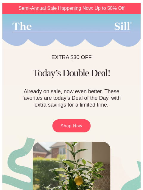 thesill newsletter: Finally get that lemon tree!!!!