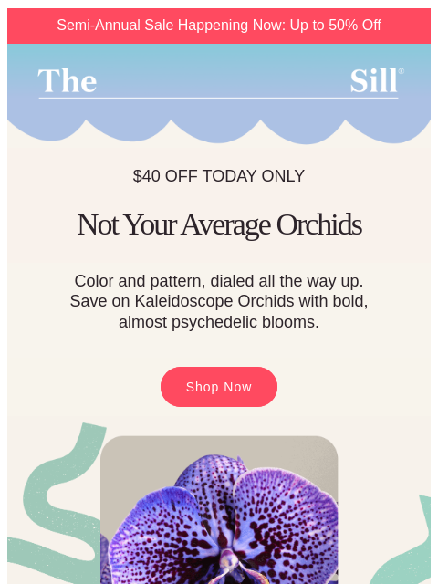 thesill newsletter: These orchids are a little trippy 🌀