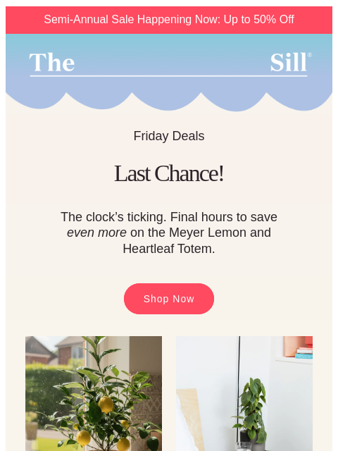 thesill newsletter: Last call for today's deals! 🍋