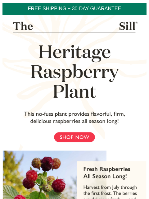 Plant this to enjoy fresh raspberries all season long 😋 ͏ ͏ ͏ ͏ ͏ ͏ ͏ ͏ ͏ ͏ ͏ ͏ ͏ ͏ ͏ ͏ ͏ ͏ ͏ ͏ ͏ ͏ ͏ ͏ ͏ ͏ ͏ ͏ ͏ ͏ ͏ ͏ ͏ ͏ ͏ ͏ ͏ ͏ ͏ ͏ ͏ ͏ ͏ ͏ ͏ ͏ ͏ ͏ ͏ ͏ ͏ ͏ ͏ ͏ ͏ ͏ ͏ ͏ ͏ ͏ ͏ ͏ ͏ ͏ ͏ ͏ ͏ ͏ ͏ ͏ ͏ ͏ ͏