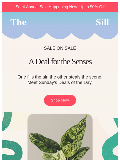 thesill newsletter: Today's deal: Two plants, two senses 👁️👃👁️