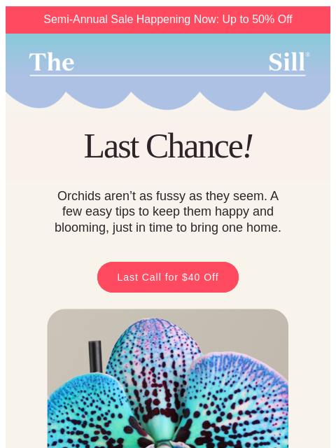 thesill newsletter: Final Hours- $40 Off