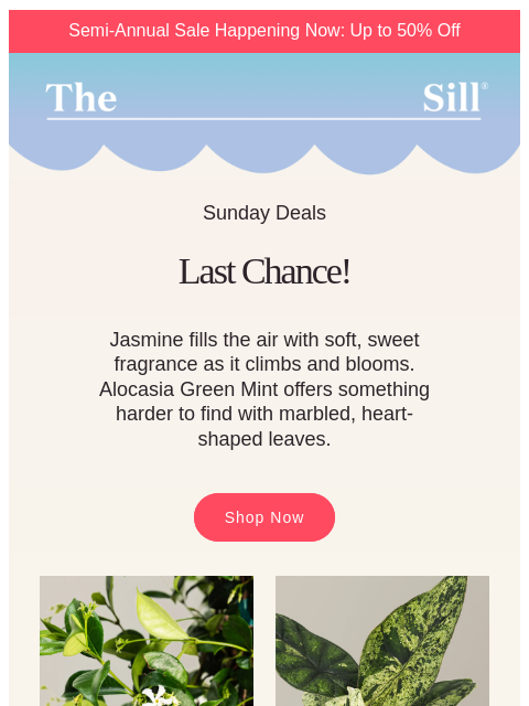 thesill newsletter: A few hours left for these  👀