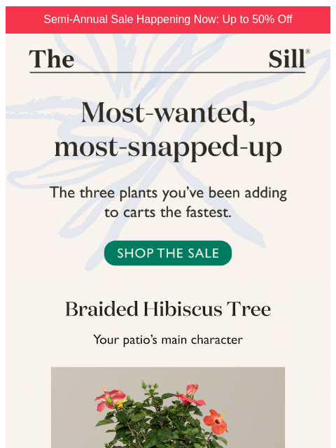 thesill newsletter: The Big 3 🏆 (On Sale)