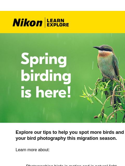 nikon newsletter: THE BIRDS ARE BACK 🐦