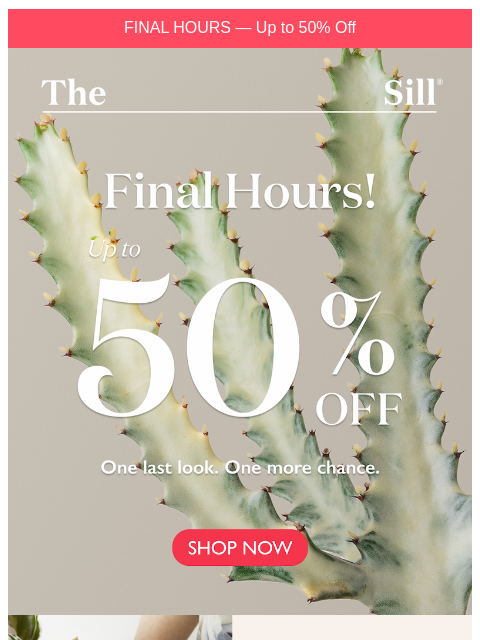 thesill newsletter: FINAL HOURS ⏰